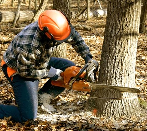 Tree Removal in Holcombe, WI